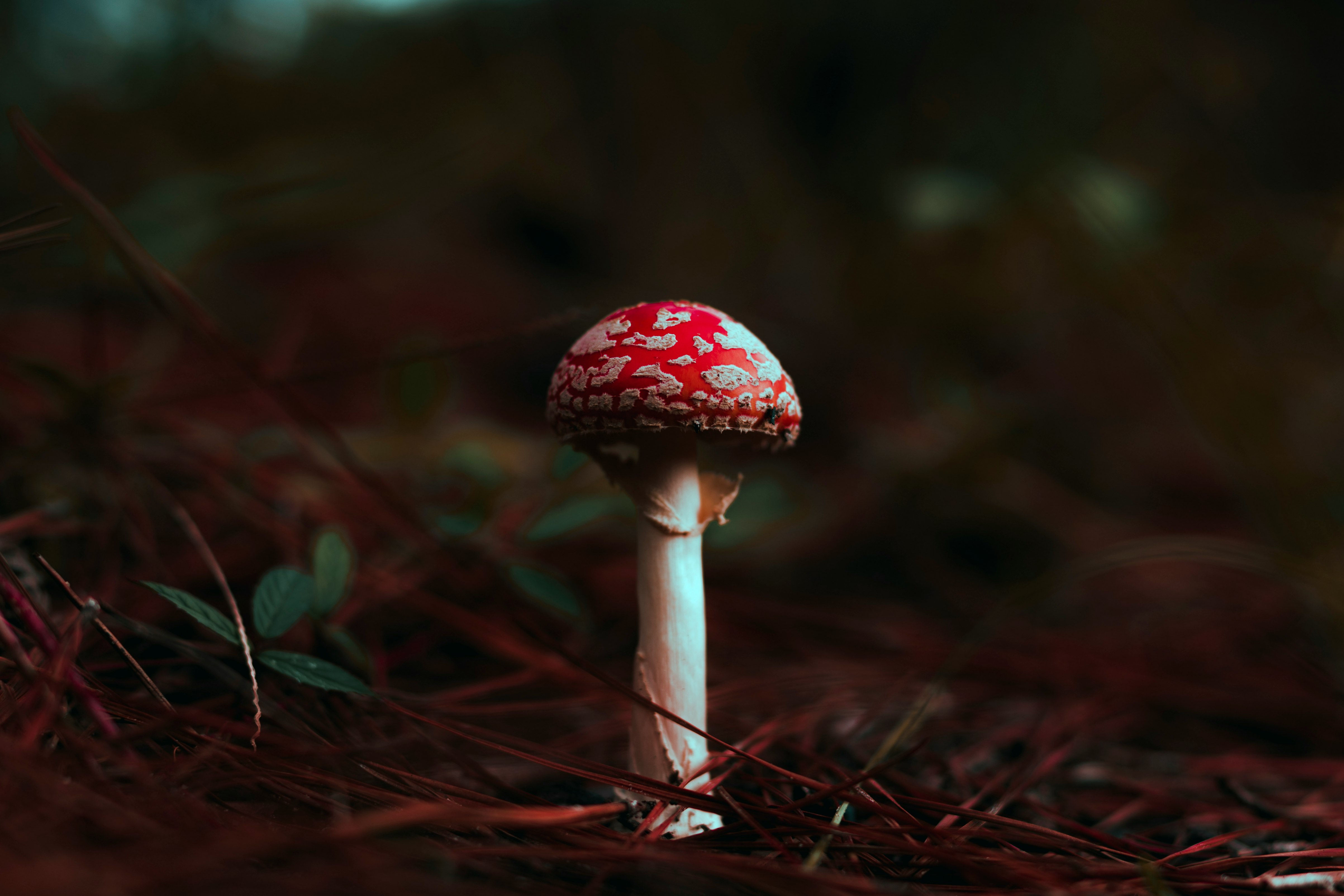 white and red mushroom